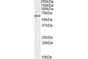 ABIN335168 (1µg/ml) staining of Human Hippocampus lysate (35µg protein in RIPA buffer). (SYT1 antibody  (Internal Region))