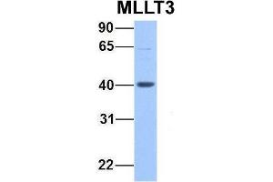 Host:  Rabbit  Target Name:  MLLT3  Sample Type:  721_B  Antibody Dilution:  1. (AF9 antibody  (C-Term))