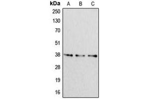 Western blot analysis of Apolipoprotein F expression in HeLa (A), NIH3T3 (B), H9C2 (C) whole cell lysates. (Apolipoprotein F antibody  (C-Term))