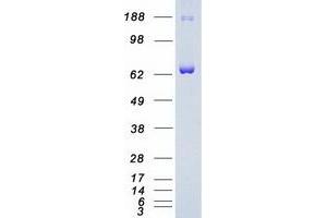 Western Blotting (WB) image for Spleen tyrosine Kinase (SYK) (Transcript Variant 1) protein (Myc-DYKDDDDK Tag) (ABIN2733035)