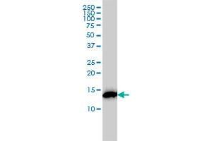 RPS19 monoclonal antibody (M01), clone 3C6 Western Blot analysis of RPS19 expression in K-562 . (RPS19 antibody  (AA 1-145))