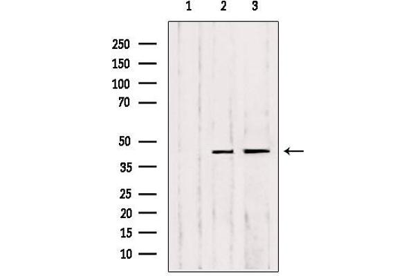 MMP23B antibody  (C-Term)