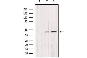MMP23B antibody  (C-Term)