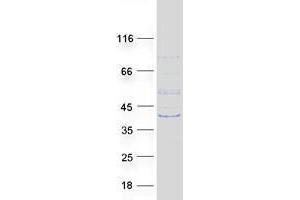 Zinc Finger, MYND Domain Containing 12 (ZMYND12) protein (Myc-DYKDDDDK Tag)