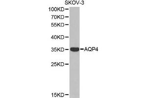 Western blot analysis of extracts of SKOV-3 cell line, using AQP4 antibody. (Aquaporin 4 antibody  (AA 244-323))