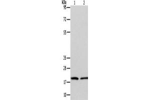 Western Blotting (WB) image for anti-Anaphase Promoting Complex Subunit 13 (ANAPC13) antibody (ABIN2422611) (ANAPC13 antibody)