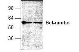 Image no. 1 for anti-BCL2-Like 13 (Apoptosis Facilitator) (BCL2L13) antibody (ABIN127304) (BCL2L13 antibody)