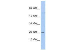 C19orf25 antibody used at 1. (C19orf25 antibody  (N-Term))