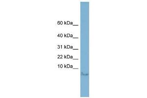 Motilin antibody used at 1 ug/ml to detect target protein. (Motilin antibody  (Middle Region))