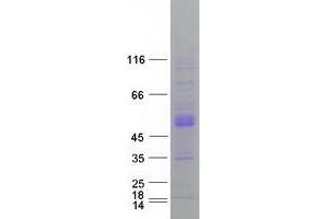 Validation with Western Blot (CLN3 Protein (Transcript Variant 1) (Myc-DYKDDDDK Tag))