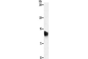 SEMA3G antibody
