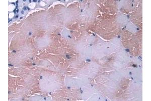 DAB staining on IHC-P; Samples: Mouse Skeletal muscle Tissue (Glutaredoxin 1 antibody  (AA 2-107))