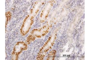 Immunoperoxidase of monoclonal antibody to LIG1 on formalin-fixed paraffin-embedded human stomach. (LIG1 antibody  (AA 810-919))