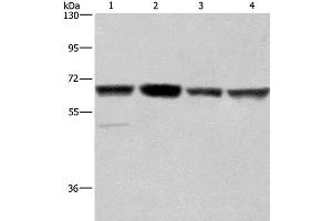 Western Blot analysis of Hela, Jurkat, K562 and HUVEC cell using GLYR1 Polyclonal Antibody at dilution of 1:350 (GLYR1 antibody)