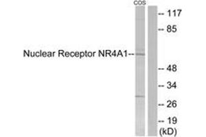 Western blot analysis of extracts from COS7 cells, using Nuclear Receptor NR4A1 (Ab-351) Antibody. (NR4A1 antibody  (AA 317-366))