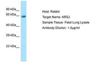 Image no. 1 for anti-Arylsulfatase J (ARSJ) (C-Term) antibody (ABIN6750084) (ARSJ antibody  (C-Term))