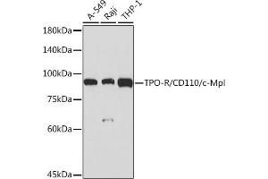 Western blot analysis of extracts of various cell lines, using TPO-R/CD110/c-Mpl Rabbit mAb (ABIN7268727) at 1:1000 dilution. (MPL antibody)