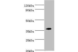Western blot All lanes: EFNB2 antibody at 6 μg/mL + Mouse kidney tissue Secondary Goat polyclonal to rabbit IgG at 1/10000 dilution Predicted band size: 37 kDa Observed band size: 37 kDa (Ephrin B2 antibody  (AA 28-229))