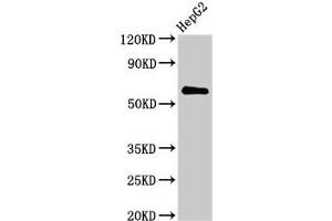 Western Blot Positive WB detected in: HepG2 whole cell lysate All lanes: CTPS2 antibody at 2. (CTPS2 antibody  (AA 62-315))