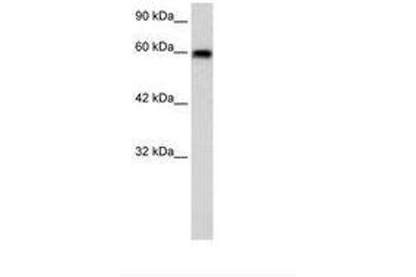 Bestrophin 4 antibody  (N-Term)