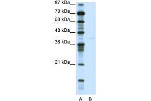 WB Suggested Anti-KCNA7 Antibody Titration:  0. (KCNA7 antibody  (C-Term))