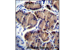 LIPC Antibody (Center) (ABIN656217 and ABIN2845534) immunohistochemistry analysis in formalin fixed and paraffin embedded human stomach tissue followed by peroxidase conjugation of the secondary antibody and DAB staining. (LIPC antibody  (AA 310-338))