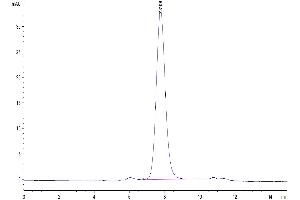 The purity of Biotinylated Human LILRA5 is greater than 95 % as determined by SEC-HPLC. (LILRA5 Protein (AA 42-268) (His-Avi Tag,Biotin))