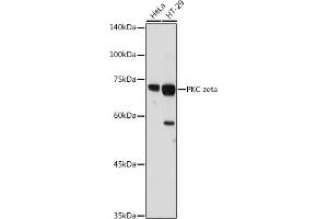 Western blot analysis of extracts of various cell lines, using PKC zeta antibody (ABIN6128468, ABIN6146211, ABIN6146213 and ABIN6221376) at 1:1000 dilution. (PKC zeta antibody  (AA 453-592))