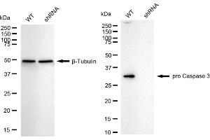 Western blotting analysis using pro Caspase 3 antibody (ABIN7799901). (Recombinant Pro Caspase 3 antibody)