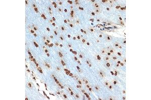 Immunohistochemistry of paraffin-embedded rat brain using Histone H2B Rabbit mAb (ABIN7267736) at dilution of 1:100 (40x lens). (HIST1H2BK antibody)