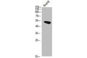Western Blot analysis of HEPG2 cells using Hic-5 Polyclonal Antibody diluted at 1:500. (TGFB1I1 antibody  (AA 291-340))