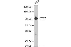 Western blot analysis of extracts of PC-3 cells using WWP1 Polyclonal Antibody. (WWP1 antibody)