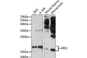 Western blot analysis of extracts of various cell lines, using ARL1 antibody (ABIN6291259) at 1:1000 dilution.