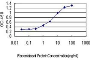 Detection limit for recombinant GST tagged BAG1 is approximately 0. (BAG1 antibody  (AA 241-345))