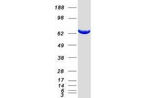 Validation with Western Blot (XPNPEP1 Protein (Myc-DYKDDDDK Tag))