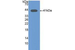 Western blot analysis of recombinant Mouse Osteocalcin. (Osteocalcin antibody  (AA 14-95))