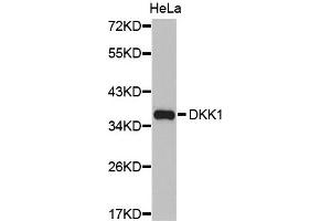 Western Blotting (WB) image for anti-Dickkopf Homolog 1 (DKK1) antibody (ABIN1872280) (DKK1 antibody)