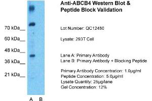 Host: Rabbit  Target Name: ABCB4  Sample Tissue: 293T Whole Cell  Lane A:  Primary Antibody Lane B: Primary Antibody + Blocking Peptide Primary Antibody Concentration: 1 µg/mL Peptide Concentration: 9 µg/mL Lysate Quantity: 941 µg/lane/LaneGel Concentration: 9.