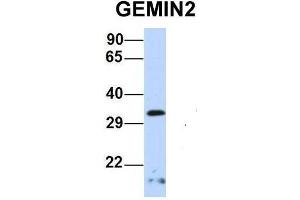 Host:  Rabbit  Target Name:  GEMIN2  Sample Type:  Human 721_B  Antibody Dilution:  1. (SIP1 antibody  (Middle Region))