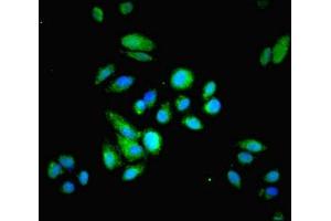 Immunofluorescent analysis of HepG2 cells using ABIN7142154 at dilution of 1:100 and Alexa Fluor 488-congugated AffiniPure Goat Anti-Rabbit IgG(H+L) (HRSP12 antibody  (AA 2-137))