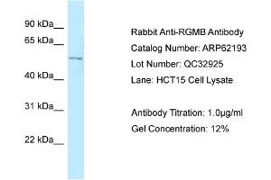 Western Blotting (WB) image for anti-RGM Domain Family, Member B (RGMB) (C-Term) antibody (ABIN971564) (RGMB antibody  (C-Term))