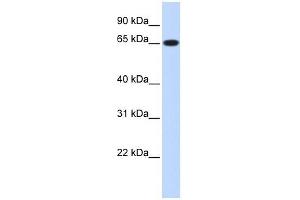 Ribophorin I antibody used at 1 ug/ml to detect target protein. (RPN1 antibody  (Middle Region))