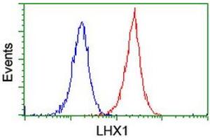 Image no. 5 for anti-LIM Homeobox 1 (LHX1) (AA 100-362) antibody (ABIN1490806) (LHX1 antibody  (AA 100-362))