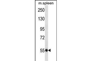 USP40 Antibody (N-term) (ABIN657495 and ABIN2846520) western blot analysis in mouse spleen tissue lysates (35 μg/lane). (USP40 antibody  (N-Term))