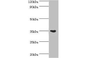 Western blot All lanes: Arginase-1 antibody at 3 μg/mL + Mouse liver tissue Secondary Goat polyclonal to rabbit IgG at 1/10000 dilution Predicted band size: 35, 36, 26 kDa Observed band size: 35 kDa (Liver Arginase antibody  (AA 1-322))