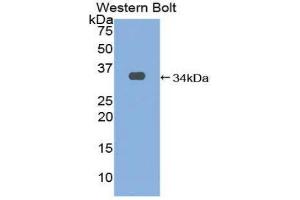 Western Blotting (WB) image for anti-Early Growth Response 3 (EGR3) (AA 98-363) antibody (ABIN1858702) (EGR3 antibody  (AA 98-363))