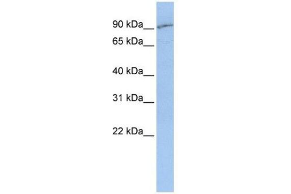 SLC15A2 antibody