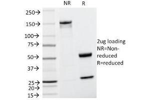 SDS-PAGE Analysis of Purified, BSA-Free Cyclin D1 Antibody (clone CCND1/809).