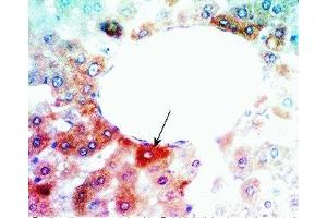 Rat liver tissue was stained by Anti-Angiopoietin-related Growth-Factor (AGF) /ANGIOPOIETIN - LIKE 6 (ANGPTL6) (215-350) (Mouse) (ANGPTL6 antibody  (AA 215-230))