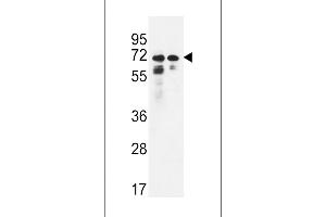 Western blot analysis in Hela,K562 cell line lysates (35ug/lane).